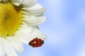 Ladybug on daisy Royalty Free Stock Photo