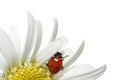 Ladybug on daisy