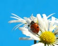 Ladybug on daisy Royalty Free Stock Photo