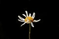 Ladybug on daisy on black background Royalty Free Stock Photo