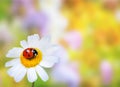 Ladybug on daisy flower Royalty Free Stock Photo