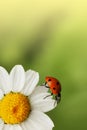 Ladybug on daisy flower Royalty Free Stock Photo
