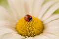 Ladybug on a daisy flower Royalty Free Stock Photo