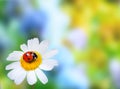 Ladybug on daisy flower Royalty Free Stock Photo