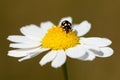 Ladybug on daisy flower Royalty Free Stock Photo