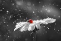 Ladybug on daisy flower and water drops, abstract background Royalty Free Stock Photo