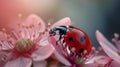 Ladybug on daisy flower and water drops, abstract background. Royalty Free Stock Photo