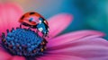 Ladybug on daisy flower and water drops, abstract background. Royalty Free Stock Photo