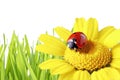 Ladybug in a daisy with grass as background