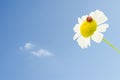 Ladybug on daisy over blue sky