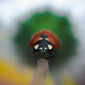 Ladybug on daisy stem, insect isolated on flower Royalty Free Stock Photo