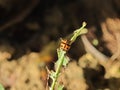 Ladybug on Damaged Leaf in Natural Environment Royalty Free Stock Photo