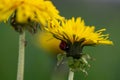 Ladybug on dandelion flower in nature Royalty Free Stock Photo