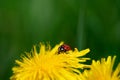 Ladybug on dandelion flower in nature Royalty Free Stock Photo