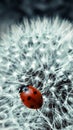 ladybug on a dandelion flower Royalty Free Stock Photo