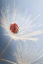 Ladybug and dandelion, macro shot, on blue background. ladybird. Royalty Free Stock Photo