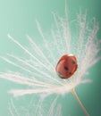 Ladybug and dandelion, macro shot, on blue background. ladybird Royalty Free Stock Photo