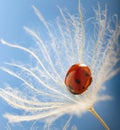 Ladybug and dandelion, macro shot, on blue background. ladybird Royalty Free Stock Photo