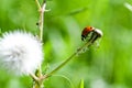 Ladybug on Dandelion Stem