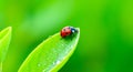 Ladybug on dew-covered leaf against vibrant green background Royalty Free Stock Photo