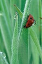 Ladybug with Dew Drop on Back