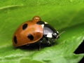 ladybug with drop Royalty Free Stock Photo