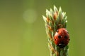 Ladybug with drops of dew Royalty Free Stock Photo