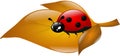 Ladybug on dry leaf Royalty Free Stock Photo