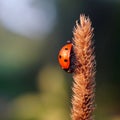 Ladybug on the ear covered with dew Royalty Free Stock Photo