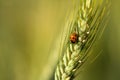 Ladybug on the ear of grain Royalty Free Stock Photo