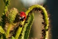 Ladybug on the ear of grain 3 Royalty Free Stock Photo