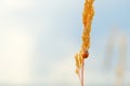 A ladybug on a ear of wheat Royalty Free Stock Photo