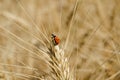 Ladybug on ear of wheat in the field close-up photo