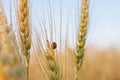 Ladybug on ears of wheat in dew drops. Royalty Free Stock Photo