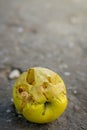 Ladybug eat fallen yellow apple. Dry apple is on the ground