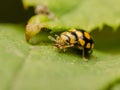 Ladybug Eating