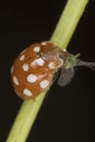 Ladybug eating aphid