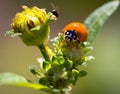 Ladybug eating an aphid fly in the garden