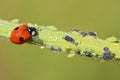 Ladybug eating aphids