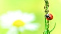 Ladybug eating aphids on a daisy stalk macro photography. Biological methods of garden pest control. The predatory beetle eats Royalty Free Stock Photo