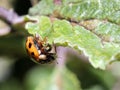 Ladybug Eating Aphids Royalty Free Stock Photo