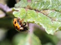 Ladybug Eating Aphids