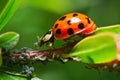 Ladybug eating aphids Royalty Free Stock Photo