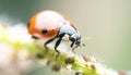 Ladybug eating aphids. Macro of ladybug (Adalia bipunctata) eating aphids on stem Royalty Free Stock Photo