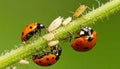 Ladybug eating aphids. Macro of ladybug (Adalia bipunctata) eating aphids on stem Royalty Free Stock Photo