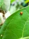 The ladybug eating leaves on the plant