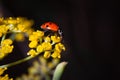 Ladybug eating pollum