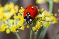 Ladybug eating pollum