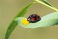 Ladybug Royalty Free Stock Photo