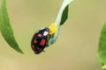Ladybug Royalty Free Stock Photo